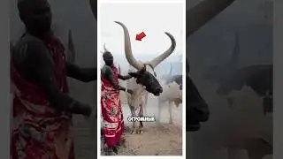 Зачем коровам ватусси такие огромные рога?