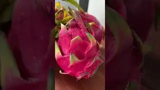 RED vs. WHITE Dragon Fruit