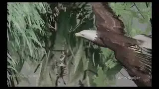 Eagle and Red-whisker Animation