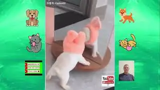 Video de animais e aves