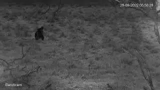 Wallaby and 2 babies