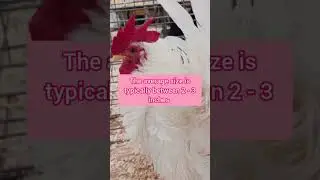 Cock Fact #chicken #chickenrecipe #education #fypシ #fypシ゚viral #fypシ