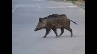 BORNOVA DOMUZLARI