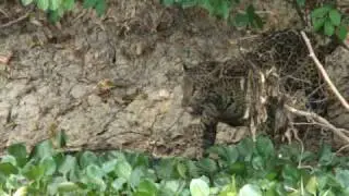 Jaguar killing large caiman 5/7 - Jaguar Research Center