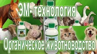 ЭМ-технология | Органическое животноводство