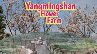 Welcoming 1st day of Spring 🇹🇼  Part 1 ( Yangming Shan)