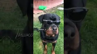 Эдит Ротвейлер начало - это Кринж 🤣