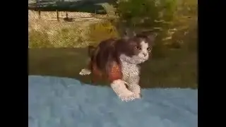 Miyav Miyav Ben Bir Kediyim - Meow meow ı am a cat !!BAĞIMLILIK YAPAR!!