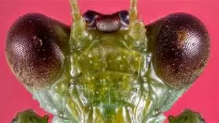 Macro fotografia do clic à pós edição- Quase deu tudo errado!