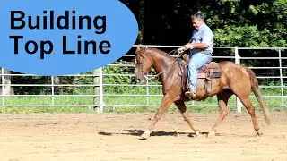 Topline Muscle building trot