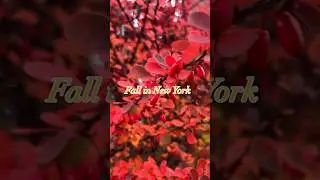 #seizethemoment #newyorkcity #newyork #impressions #fallnyc #fallinnewyork #fall  #autumninnewyork