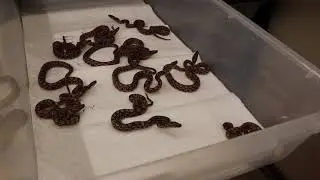 Sweet!!! Brazilian Rainbow Boa Babies!!!