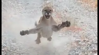 12/14/20 - Cougar Spotted near University of Utah Territory  - - That's another Cougar First Down!