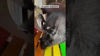 Слышали, как храпит енот?)