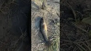 На рыбалке поймал ратана на 100 грамм 