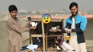 Khal Kabootar HighFlying Kabootar Sa Exchange Kr Lia😨 || Ambarsira Kabootar Wapis Mil Gea😍. 