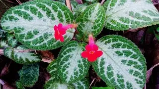 Silver leaf flame violet flower plants | Episcia cupreata