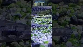 Peixe Boca de Jacaré