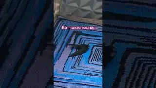 вот такую гостью выпустили... #ласточка #птица #балкон #утро