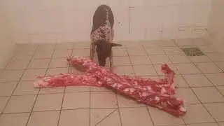 American hairless terrier eats cow TRIPLE6IXKENNEL