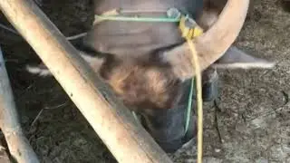 TERNAK HEWAN TERNAK SAPI KERBAU KAMBING INSTAGRAM