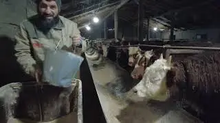 На  ферме Мурада Бамбатханова. Говорим про откорм бычков и вакцинацию КРС