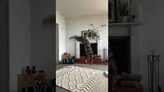 Кот и удочка #Tik Tok #Shorts #Тик Ток #ПриколКоты #Catstiktok