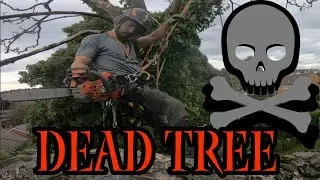 Arborist Stone dead sycamore removal (Speedline)