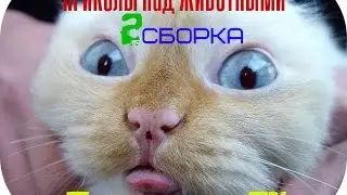 ПРИКОЛЫ НАД ЖИВОТНЫМИ|Приколист TV