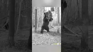 ХОТЕЛ ОТОРВАТЬ ПРИМАНКУ, А ПОЛУЧИЛОСЬ ТАНГО. #фотоловушка #медведь