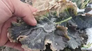 Рапс после морозов. Первая подкормка рапса DEKALB