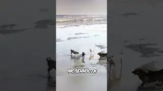 Один кот против трёх собак - и невероятный конец этой истории 🐱🐶