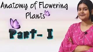 Ch-6 Anatomy of flowering Plants| class-11th| Vijita Sharma #youtube #views