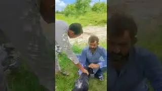 Bakri Chor Ky Sath Dhokha Ho Gia || Funny Video