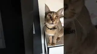 Каракет ф1 Дэми моя любимая охотница