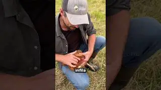 How to put a chicken to sleep in seconds!🤯