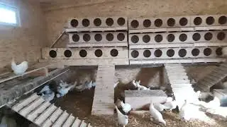 Заселение курятника,обзор на курицу и их рацион