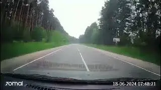 В Тверской области медвежонок бросился под колеса автомобиля
