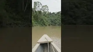 Here's how much riparian habitat we are now protecting in the Amazon