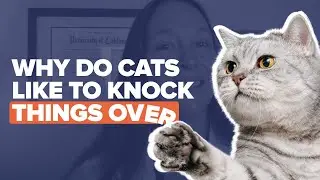 Why Cats Like To Knock Things Over & How To Stop It