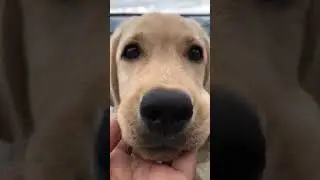 WOFWOF🐾 DO SUBSCRIBE HELP ME GROW IM KASEY#puppy #labrador #puppies