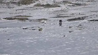 Бим на водохранилище.2.ч