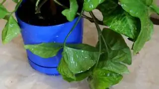 СИНГОНИУМ УХОД В ДОМАШНИХ УСЛОВИЯХ Syngonium