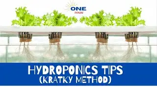 Hydroponics Tips(Kratky method)