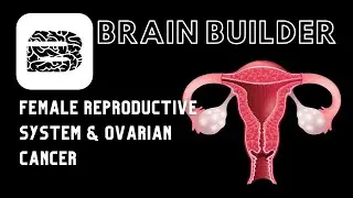 Female Reproductive System and Ovarian Cancer | Female Anatomy