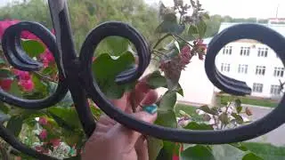 Бугенвиллии махровые - бутонимся!