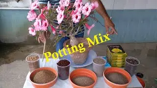 My Secrets of Tons of Adenium Flowers