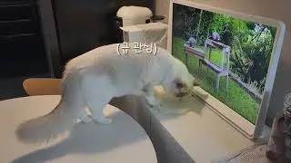 TV 보는 랙돌 뚱냥이 #랙돌 #ragdoll #개냥이 #뚱냥이 #룸앤티비 #티비냥 #고양이 #아기고양이