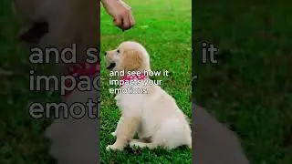 Musical manipulation and cute puppies 