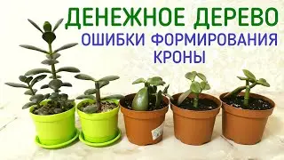 Денежное дерево, толстянка. Ошибки формирования кроны.